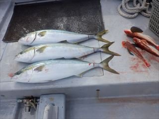 ハマチ(ブリ)・ホウボウ