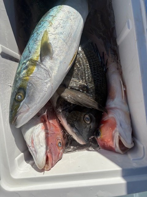 マダイ・クロダイ・イナダ(ブリ)・アマダイ(アカアマダイ)