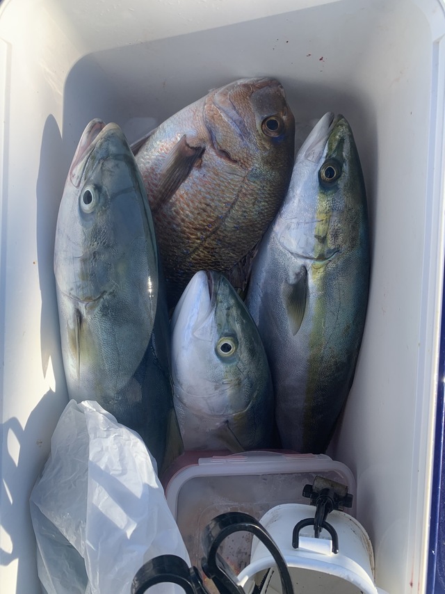 マダイ・イナダ(ブリ)