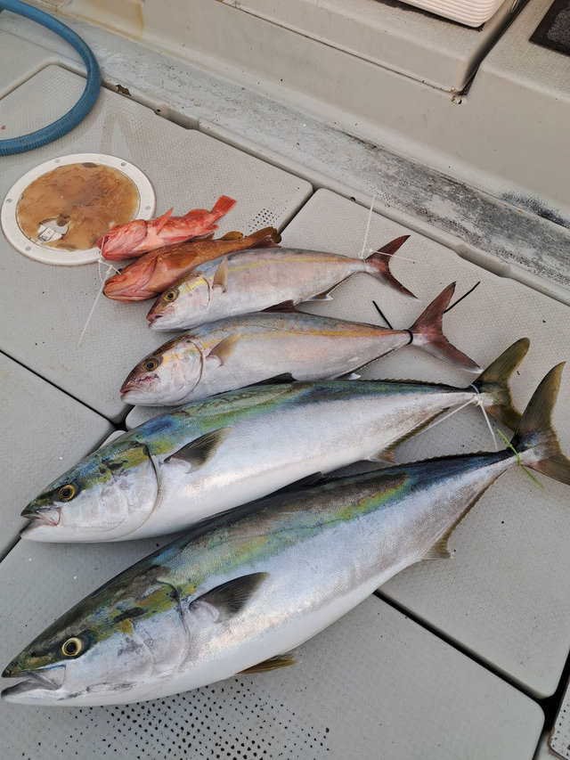 キジハタ・ブリ・カンパチ・アラカブ(カサゴ)