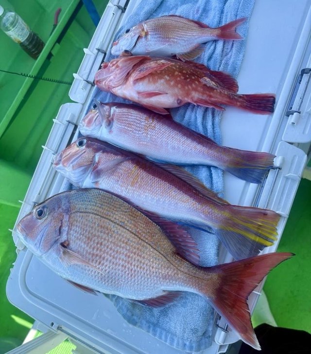 マダイ・アマダイ(アカアマダイ)・カサゴ