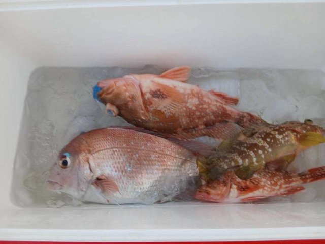 マダイ・キジハタ・カサゴ