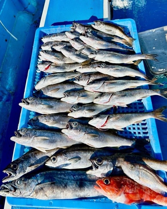 クロムツ・スミヤキ(クロシビカマス)・キンメダイ