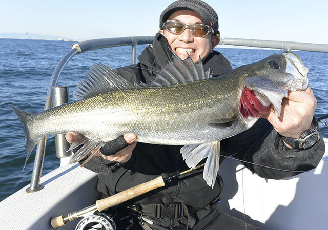 シーバス(スズキ)