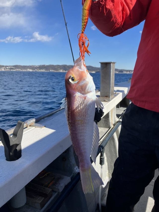 アマダイ(アカアマダイ)