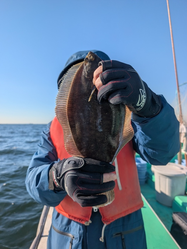 カレイ(マコガレイ)