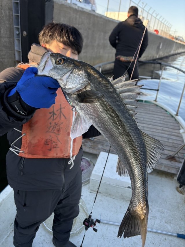 シーバス(スズキ)