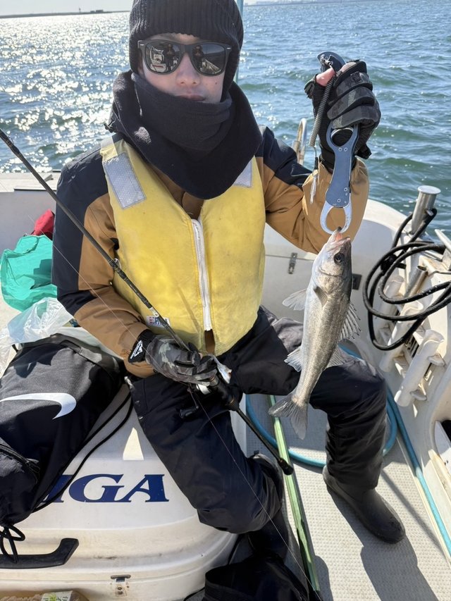 シーバス(スズキ)