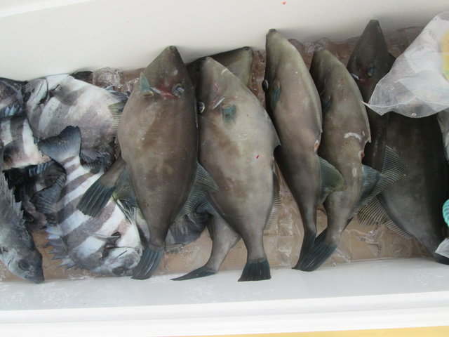 イシダイ・ウマヅラ(ウマヅラハギ)