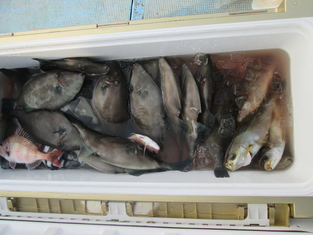 イサキ・ウマヅラ(ウマヅラハギ)