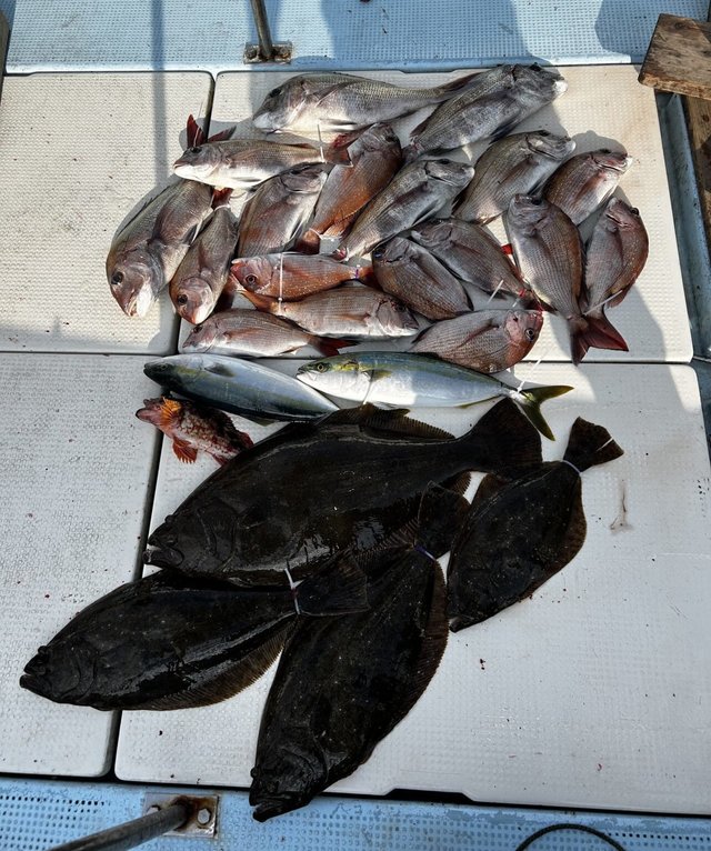 タイ(マダイ)・ハマチ(ブリ)・ガシラ(カサゴ)・ヒラメ