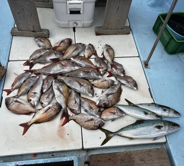 タイ(マダイ)・ブリ・ハマチ(ブリ)