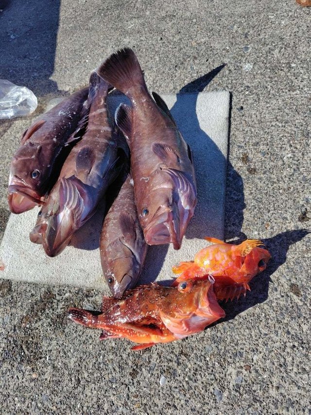 マハタ・カサゴ