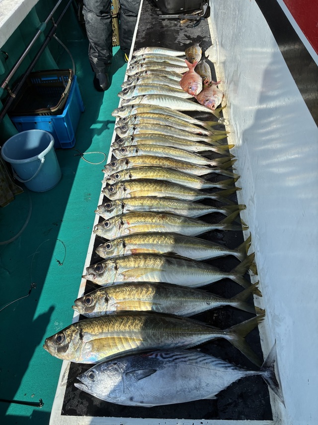 マアジ・ヤイトガツオ(スマ)