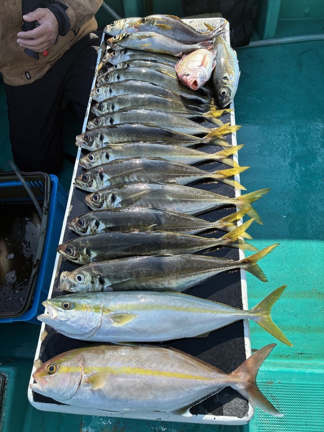 マアジ・シオ(カンパチ)