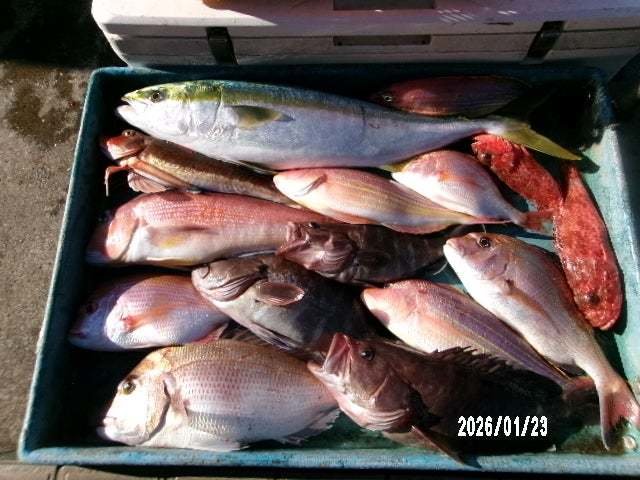 マダイ・マハタ・ワラサ(ブリ)・アマダイ(アカアマダイ)・オニカサゴ