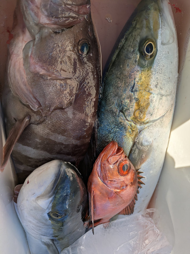 アラ・メジロ(ブリ)・チカメ(チカメキントキ)