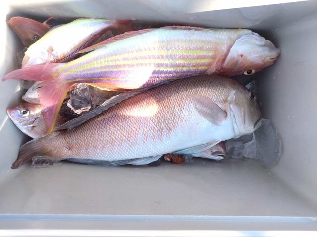 マダイ・シロアマダイ・イトヨリ(イトヨリダイ)・ホウボウ