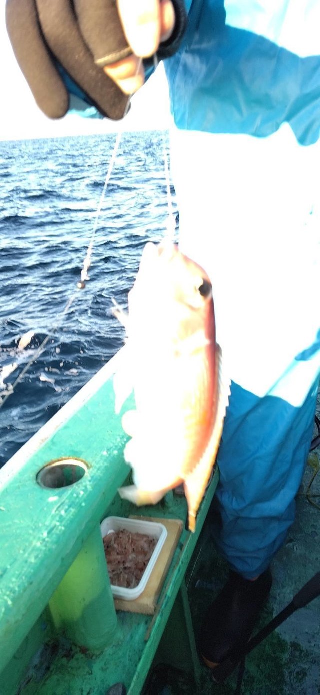 アマダイ(アカアマダイ)