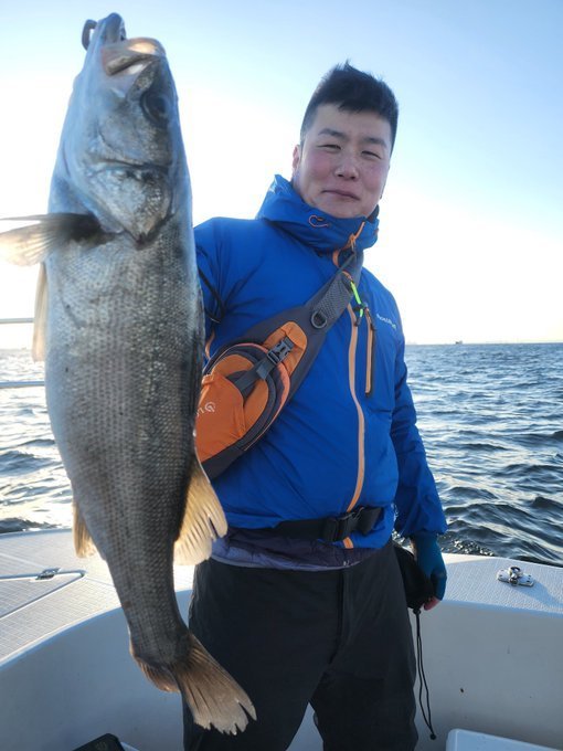 シーバス(スズキ)