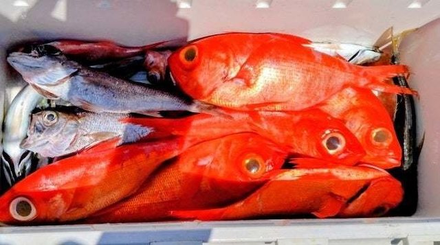 クロムツ・キンメ(キンメダイ)