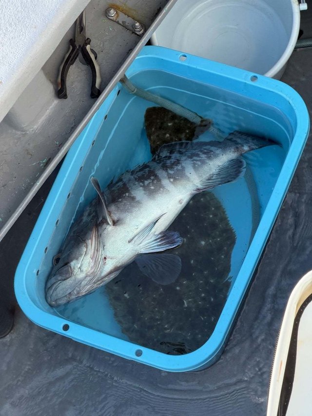 マハタ・ヒラメ