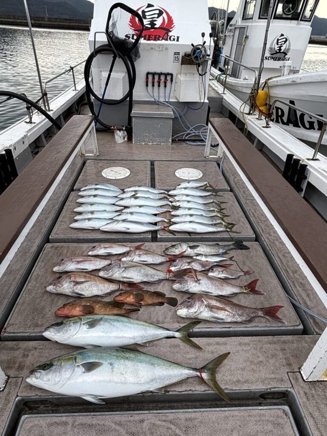 マダイ・シーバス(スズキ)・キジハタ・ブリ・カンパチ