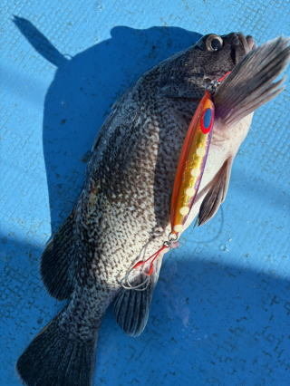 マゾイ(クロソイ)