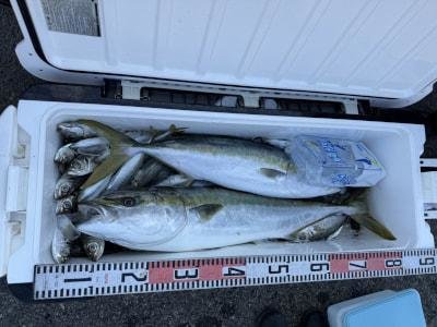 アジ(マアジ)・メジロ(ブリ)