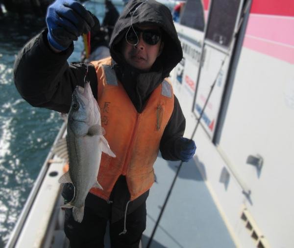 シーバス(スズキ)