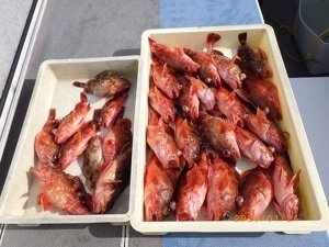 カサゴ
