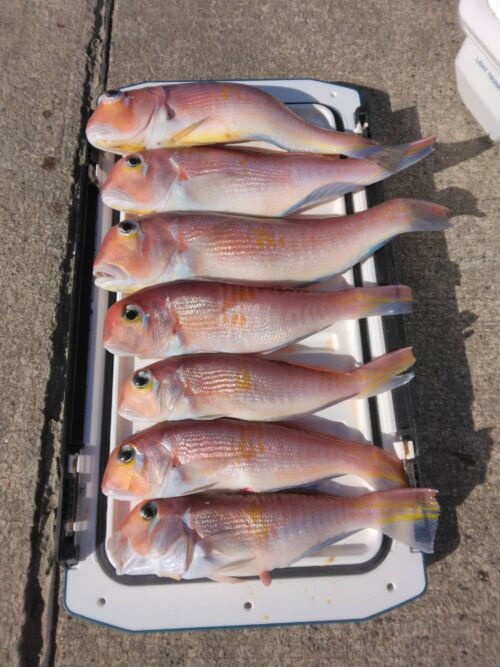 アマダイ(アカアマダイ)