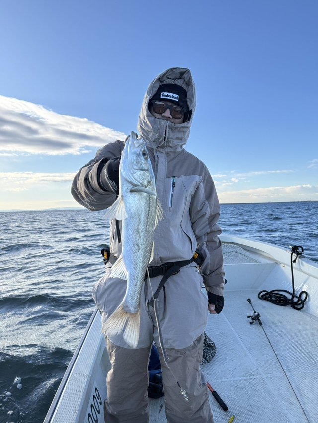 シーバス(スズキ)