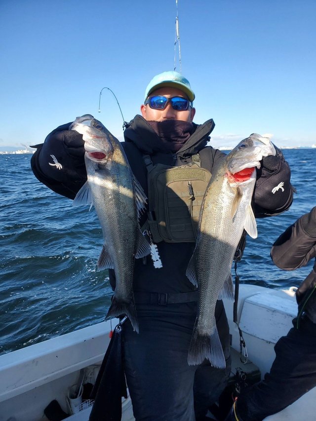 シーバス(スズキ)