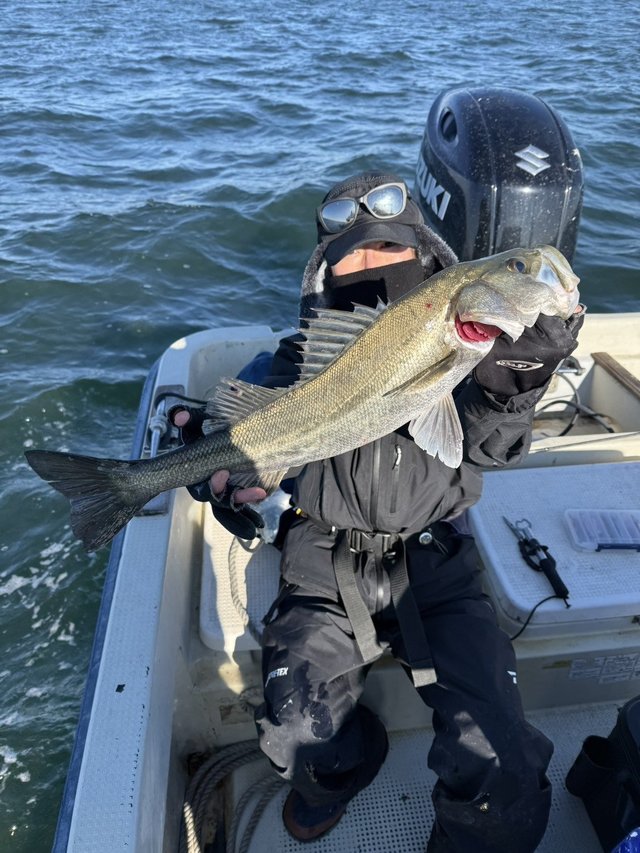 シーバス(スズキ)