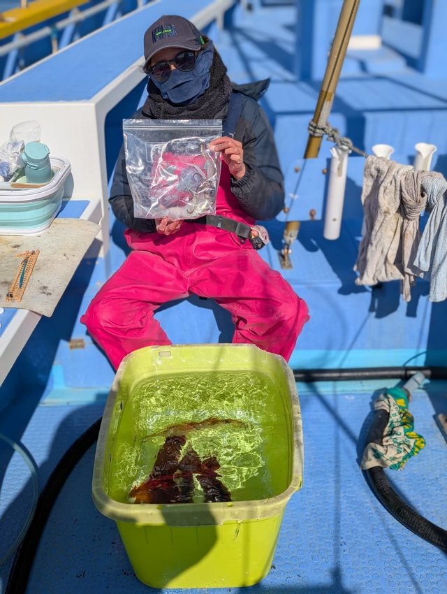 スルメ(スルメイカ)