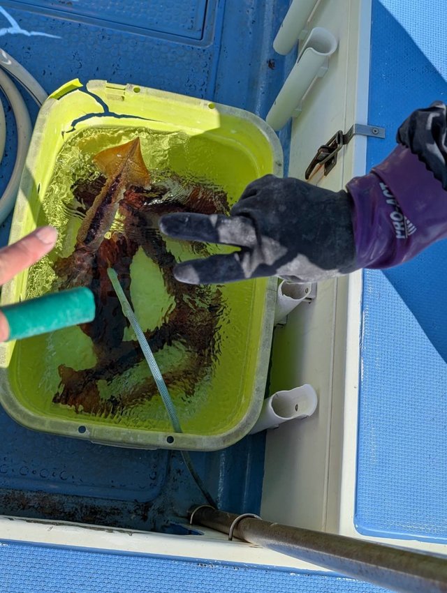 スルメ(スルメイカ)