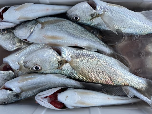 イシモチ(シログチ)