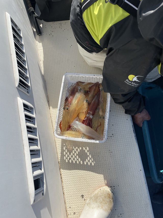 マルイカ(ケンサキイカ)