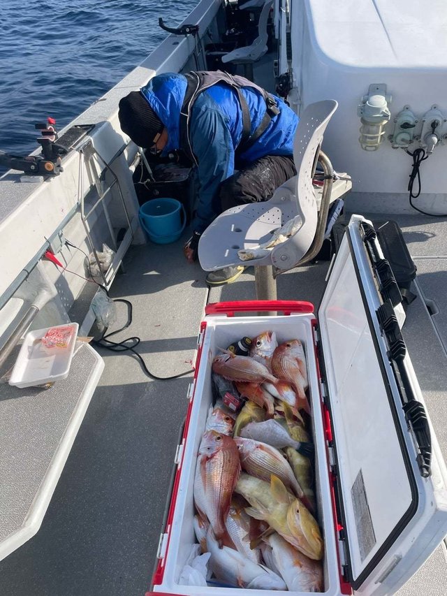 レンコ(キダイ)・チダイ・アオナ(アオハタ)