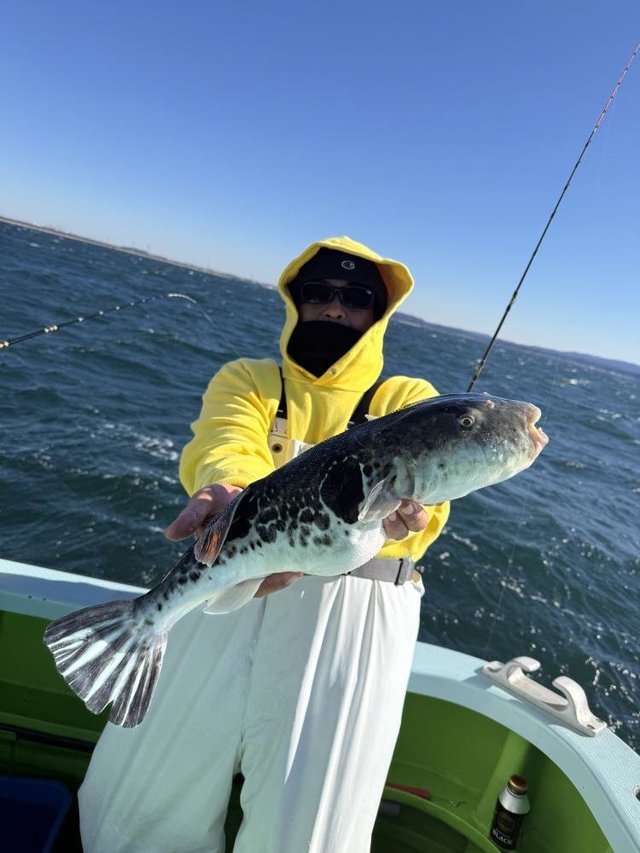 フグ(トラフグ)