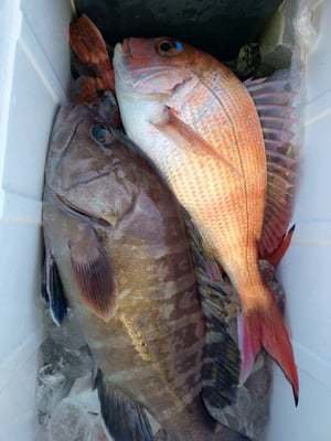 マダイ・マハタ・カサゴ