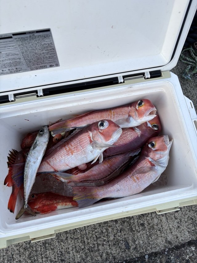 アマダイ(アカアマダイ)