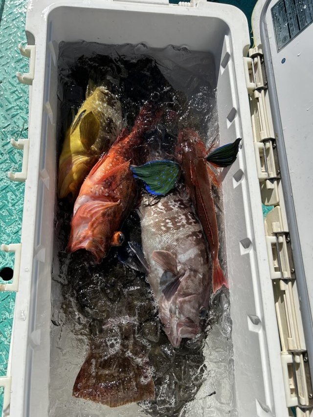 マハタ・アオハタ・カンコ(ウッカリカサゴ)