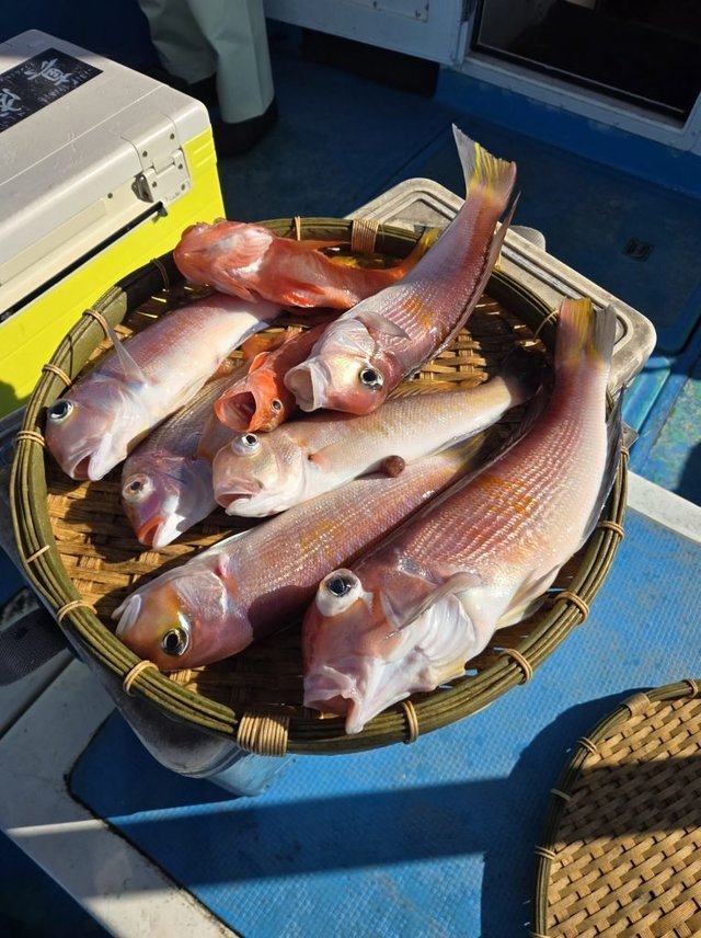 アマダイ(アカアマダイ)