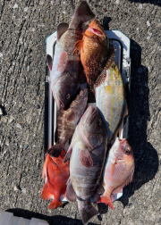 キダイ・マハタ・カンパチ・キントキ(チカメキントキ)・カサゴ