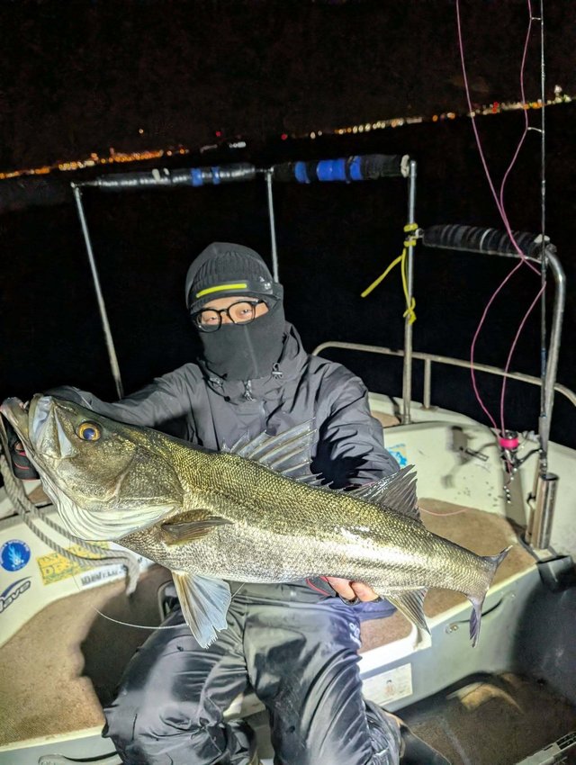 シーバス(スズキ)