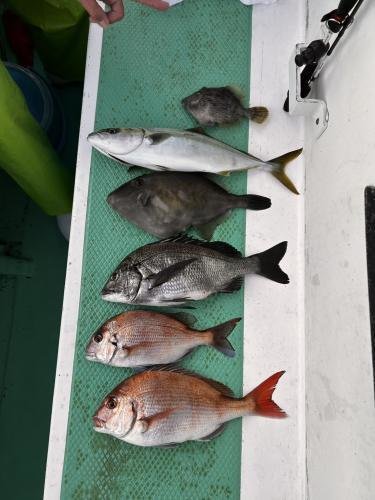 マダイ・クロダイ・イナダ(ブリ)・カワハギ・ウマズラ(ウマヅラハギ)