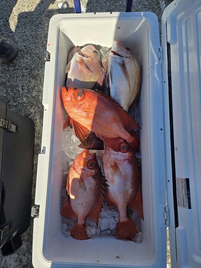 マダイ・キントキ(チカメキントキ)