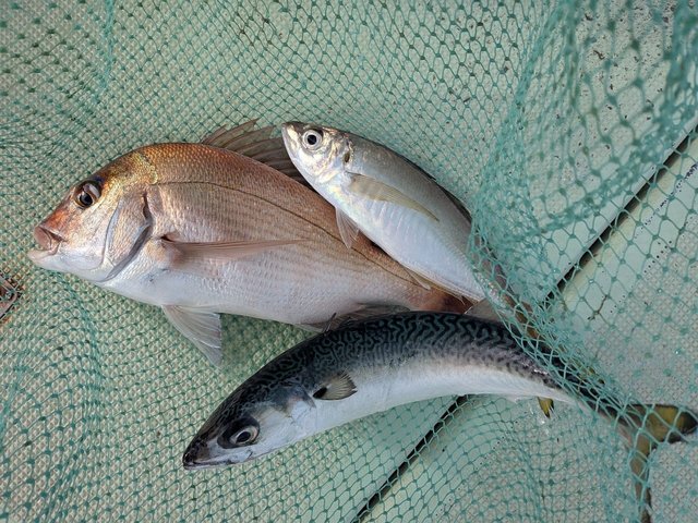 タイ(マダイ)・アジ(マアジ)